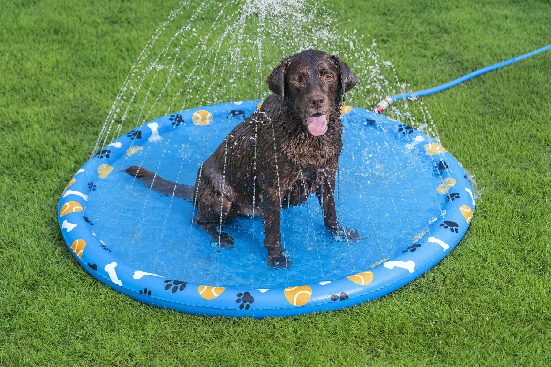 Fetchin' Fun Dog Sprinkler Splash Pad - Image 4